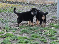 Rough, a male German Shepherd Dog for sale in Benton, IL – Photo 2 of 6