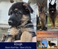 Rough, a male German Shepherd Dog for sale in Benton, IL – Photo 6 of 6