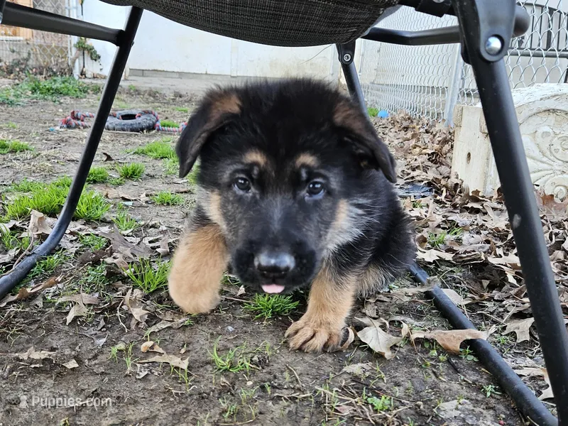 Rough – German Shepherd Dog puppy for sale in Benton, IL