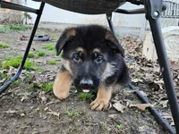 Rough, a male German Shepherd Dog for sale in Benton, IL – Photo 1 of 6