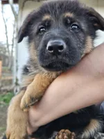 Rough, a male German Shepherd Dog for sale in Benton, IL – Photo 3 of 6