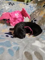 Arizona, a female German Shepherd Dog for sale in Benton, IL – Photo 7 of 10