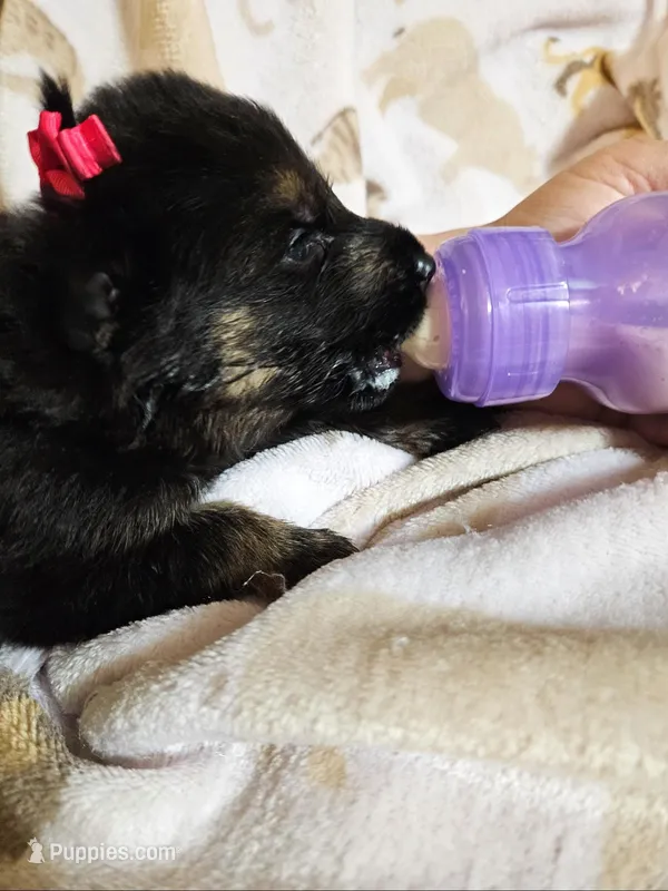 Arizona – German Shepherd Dog puppy for sale in Benton, IL