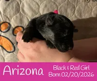 Arizona, a female German Shepherd Dog for sale in Benton, IL – Photo 9 of 10