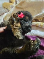 Arizona, a female German Shepherd Dog for sale in Benton, IL – Photo 2 of 10