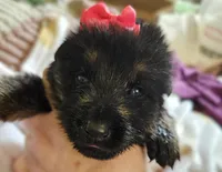 Arizona, a female German Shepherd Dog for sale in Benton, IL – Photo 3 of 10