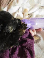 Arizona, a female German Shepherd Dog for sale in Benton, IL – Photo 5 of 10