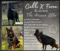 Arizona, a female German Shepherd Dog for sale in Benton, IL – Photo 10 of 10