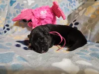 Arizona, a female German Shepherd Dog for sale in Benton, IL – Photo 8 of 10