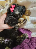 Arizona, a female German Shepherd Dog for sale in Benton, IL – Photo 6 of 10