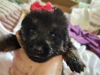 Arizona, a female German Shepherd Dog for sale in Benton, IL – Photo 4 of 10