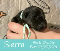 Sierra, a female German Shepherd Dog for sale in Benton, IL – Photo 8 of 9