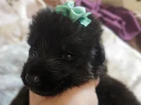 Sierra, a female German Shepherd Dog for sale in Benton, IL – Photo 2 of 9