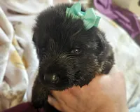 Sierra, a female German Shepherd Dog for sale in Benton, IL – Photo 4 of 9