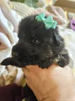 Sierra, a female German Shepherd Dog for sale in Benton, IL – Photo 3 of 9