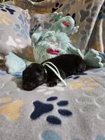 Sierra, a female German Shepherd Dog for sale in Benton, IL – Photo 7 of 9