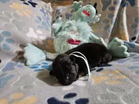 Sierra, a female German Shepherd Dog for sale in Benton, IL – Photo 6 of 9