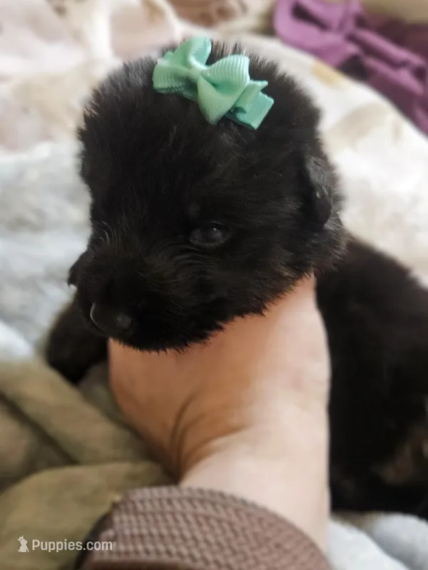 Sierra – German Shepherd Dog puppy for sale in Benton, IL