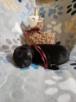 Mesa, a female German Shepherd Dog for sale in Benton, IL – Photo 8 of 9