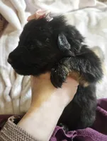 Mesa, a female German Shepherd Dog for sale in Benton, IL – Photo 4 of 9