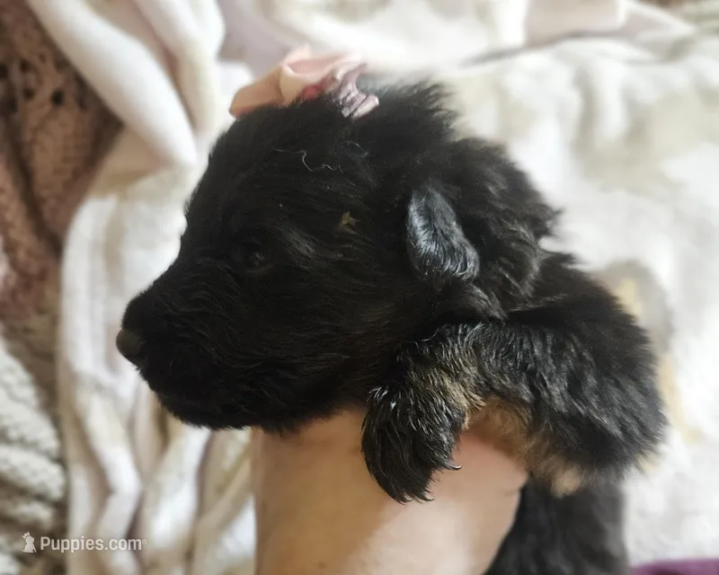 Mesa – German Shepherd Dog puppy for sale in Benton, IL