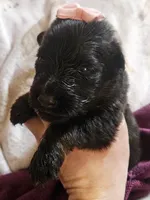 Mesa, a female German Shepherd Dog for sale in Benton, IL – Photo 2 of 9