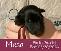 Mesa, a female German Shepherd Dog for sale in Benton, IL – Photo 9 of 9