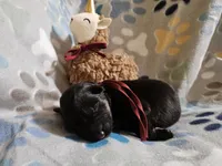 Mesa, a female German Shepherd Dog for sale in Benton, IL – Photo 7 of 9