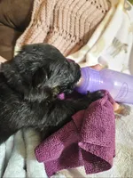 Mesa, a female German Shepherd Dog for sale in Benton, IL – Photo 6 of 9