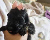 Mesa, a female German Shepherd Dog for sale in Benton, IL – Photo 3 of 9