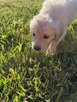 LADY DIOR, a female Golden Retriever and English Cream Golden Retriever for sale in Toledo, OH – 5 of 6