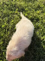 LADY DIOR, a female Golden Retriever and English Cream Golden Retriever for sale in Toledo, OH – 4 of 6