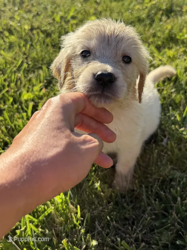 LADY DIOR – Golden Retriever, English Cream Golden Retriever puppy for sale in Toledo, OH