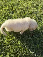 Fluffy, a male Golden Retriever and English Cream Golden Retriever for sale in Toledo, OH – 5 of 5