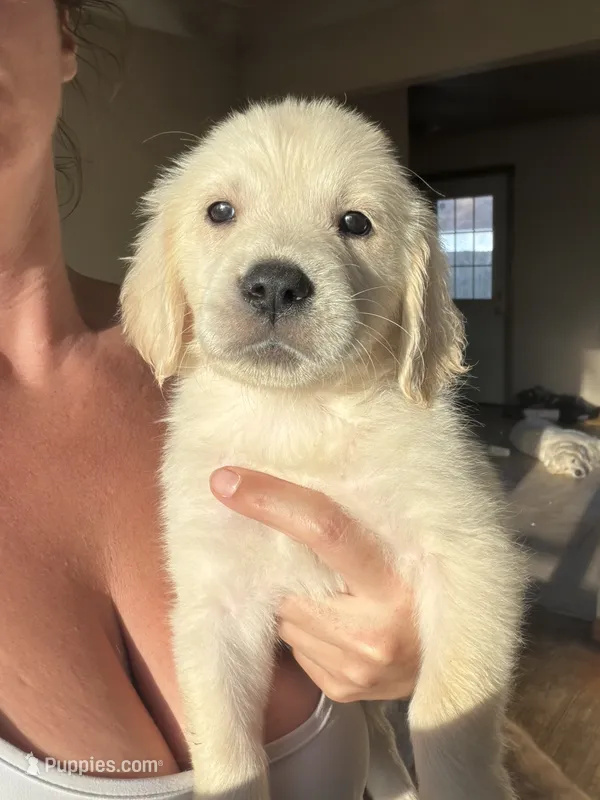 Fluffy – Golden Retriever, English Cream Golden Retriever puppy for sale in Toledo, OH