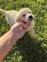 Fluffy, a male Golden Retriever and English Cream Golden Retriever for sale in Toledo, OH – 2 of 5