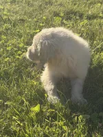 LADY DIOR, a female Golden Retriever and English Cream Golden Retriever for sale in Toledo, OH – 6 of 6