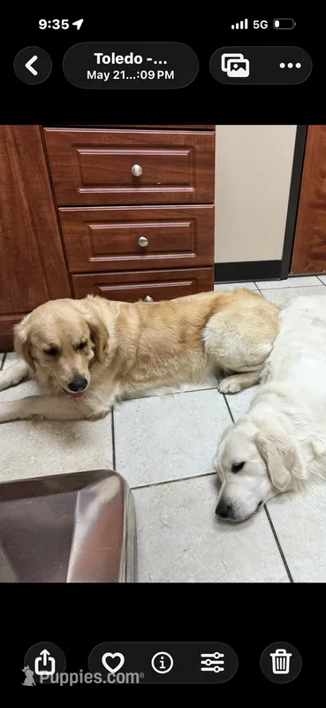 Fluffy – Golden Retriever, English Cream Golden Retriever puppy for sale in Toledo, OH
