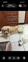 Fluffy, a male Golden Retriever and English Cream Golden Retriever for sale in Toledo, OH – 1 of 5