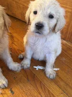 Fluffy, a male Golden Retriever and English Cream Golden Retriever for sale in Toledo, OH – 4 of 5