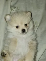 Angel Baby 2, a female Pomeranian for sale in Amarillo, TX – 3 of 5