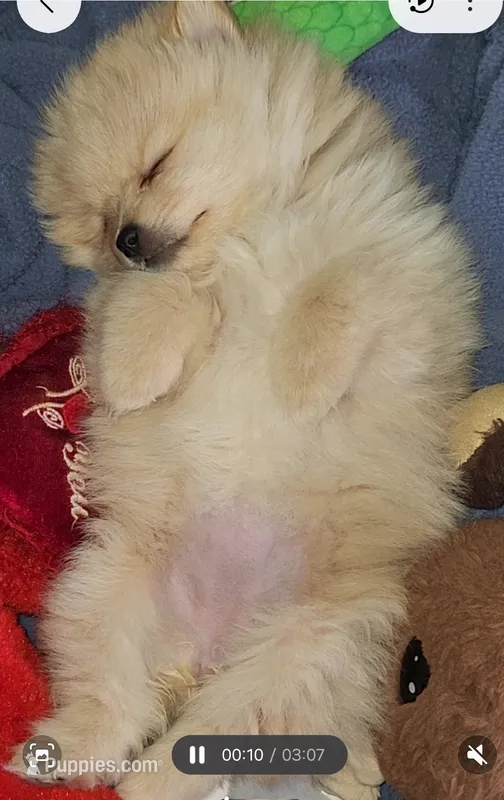 Angel Baby 2 – Pomeranian puppy for sale in Amarillo, TX