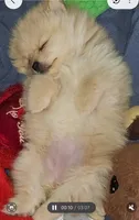 Angel Baby 2, a female Pomeranian for sale in Amarillo, TX – 1 of 5