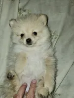 Angel Baby 2, a female Pomeranian for sale in Amarillo, TX – 2 of 5