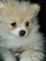 Angel Baby, a female Pomeranian for sale in Amarillo, TX – 2 of 4