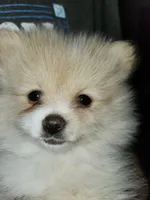 Angel Baby, a female Pomeranian for sale in Amarillo, TX – 4 of 4