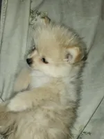 Angel Baby 2, a female Pomeranian for sale in Amarillo, TX – 4 of 5