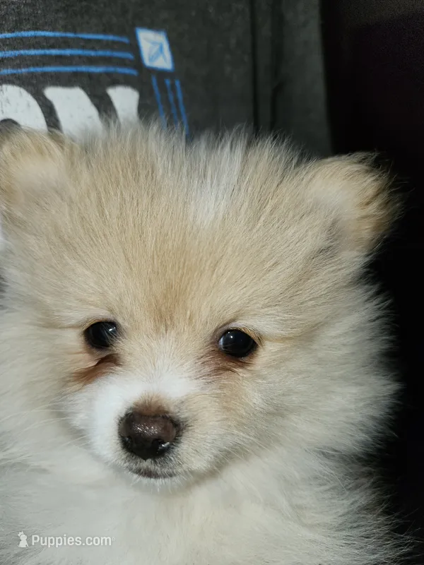 Angel Baby – Pomeranian puppy for sale in Amarillo, TX