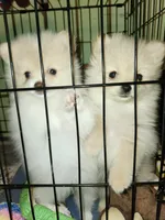 Angel Baby 2, a female Pomeranian for sale in Amarillo, TX – 5 of 5
