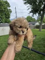 Joker, a male Shihpoo for sale in Rock Island, IL – 5 of 5